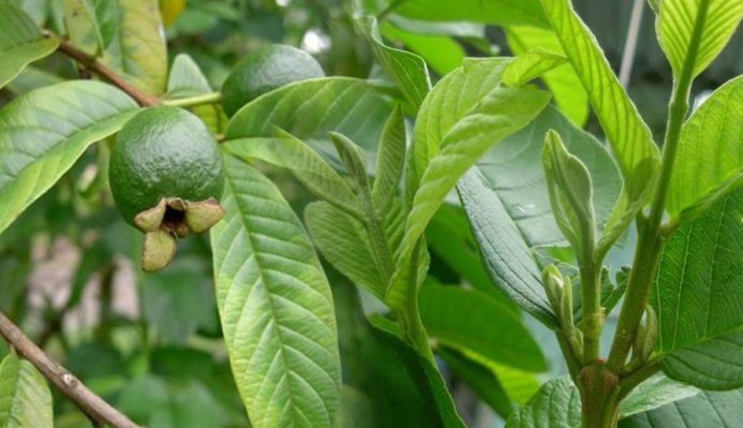 cay-huoc-nam-chua-benh-thuong-han