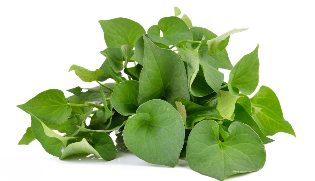 cay-huoc-nam-chua-benh-thuong-han