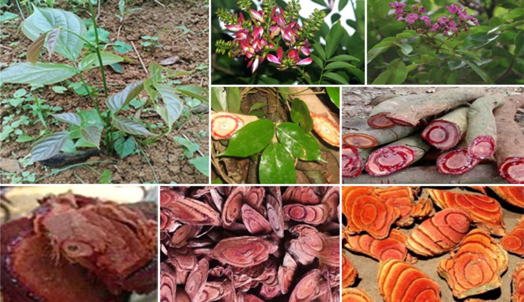 cay-thuoc-nam-bo-mau