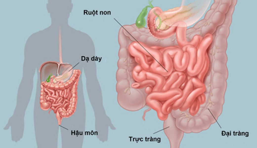 cay-thuoc-nam-chua-benh-roi-loan-tieu-hoa