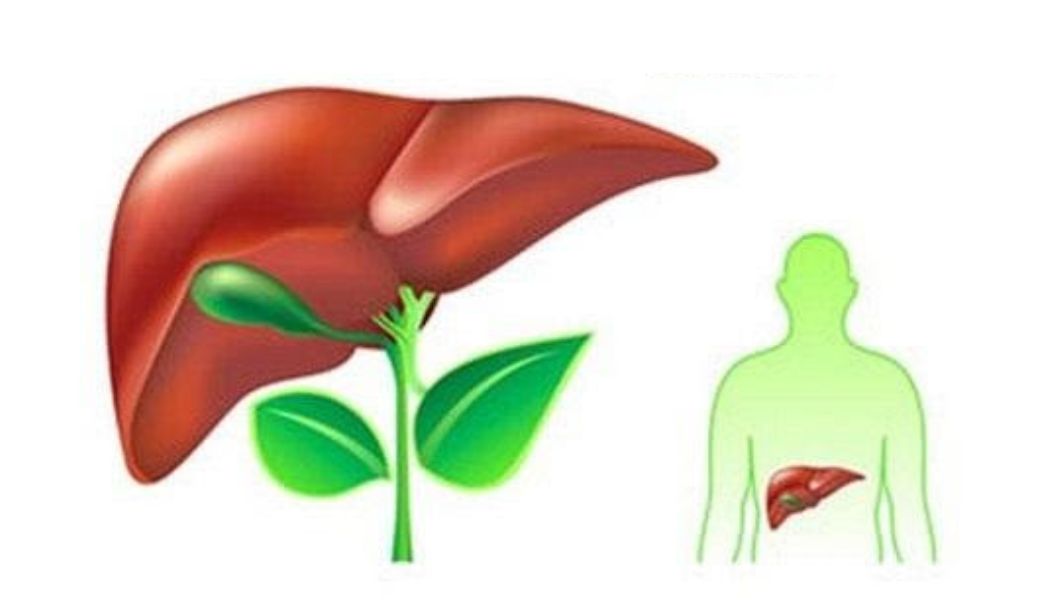 cay-thuoc-nam-mat-gan