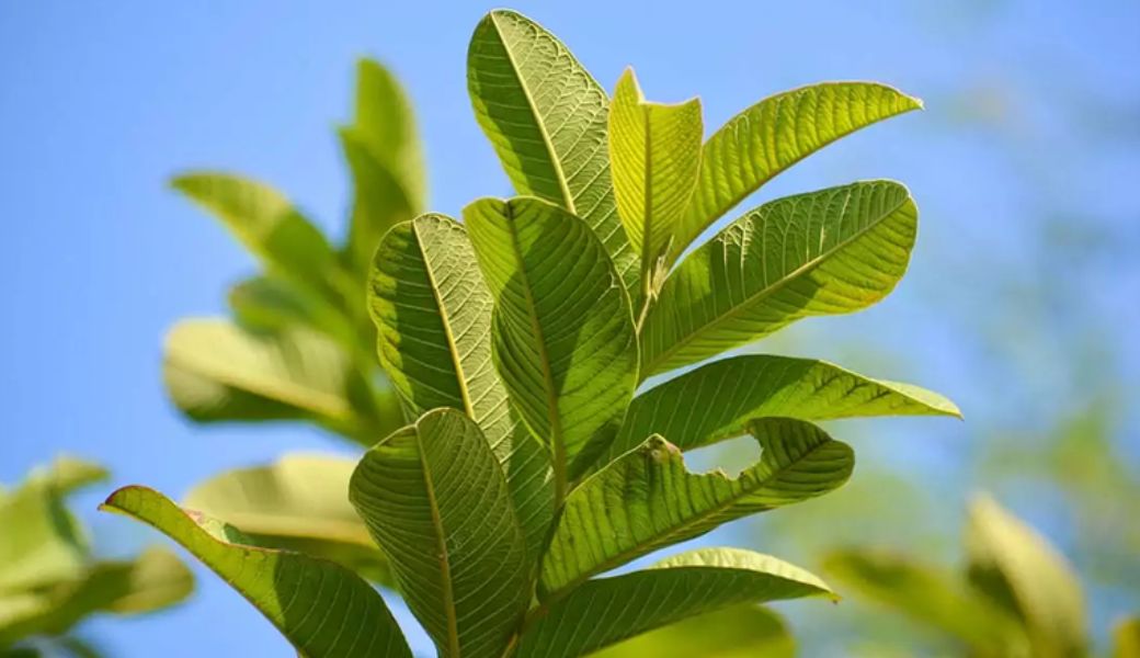 cay-thuoc-nam-tri-tieu-chay