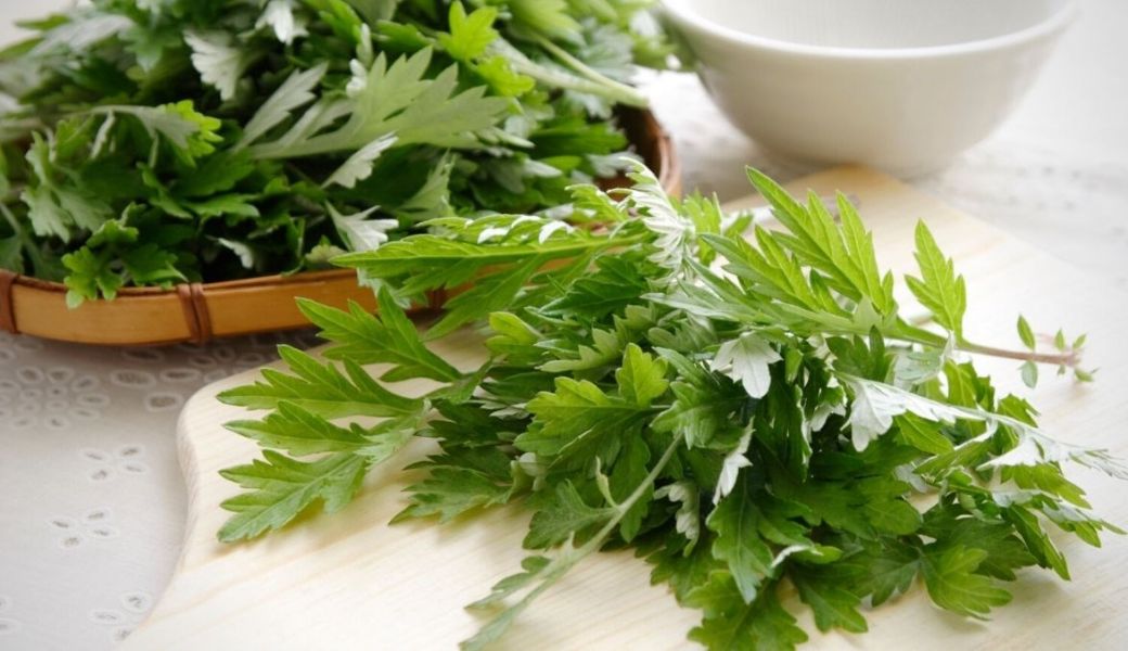 cay-thuoc-nam-tri-tieu-chay