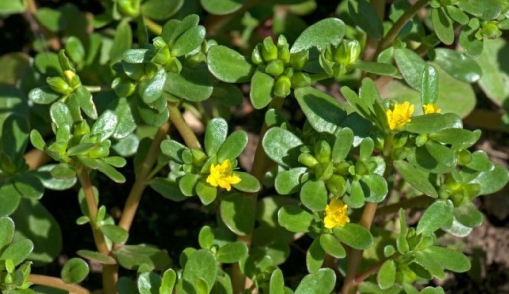 cay-thuoc-nam-tri-tieu-chay