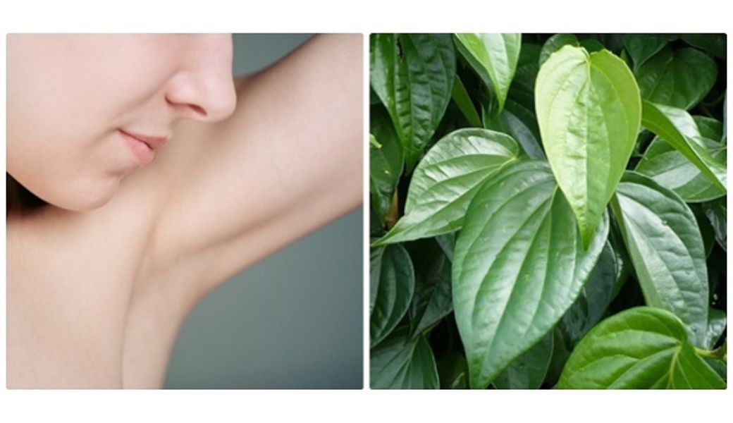 thuoc-nam-tri-hoi-nach