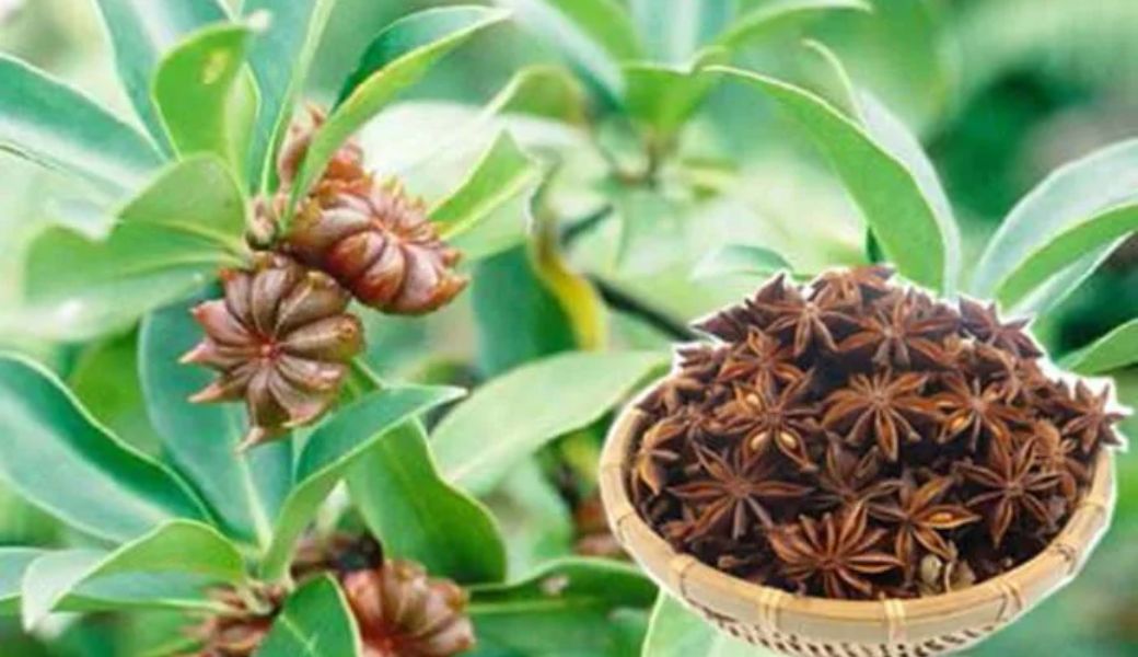 thuoc-nam-tri-hoi-nach