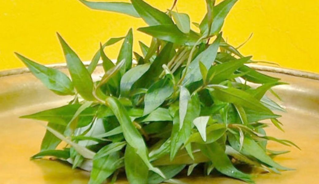 thuoc-nam-tri-hoi-nach