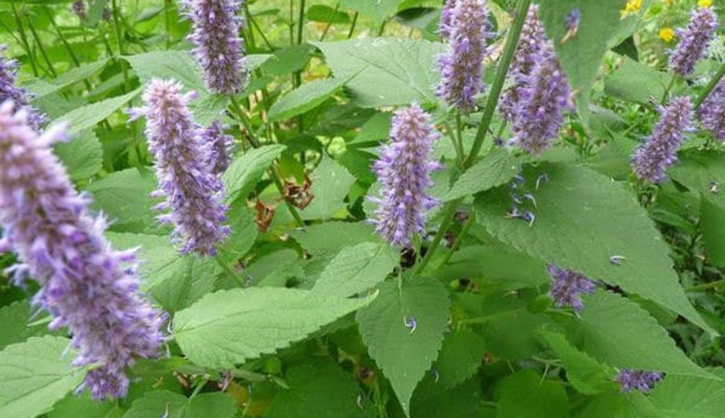 thuoc-nam-tri-hoi-nach