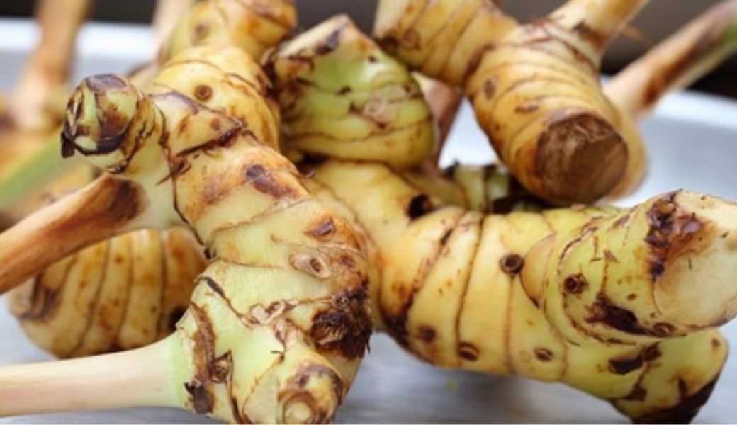 thuoc-nam-tri-hoi-nach