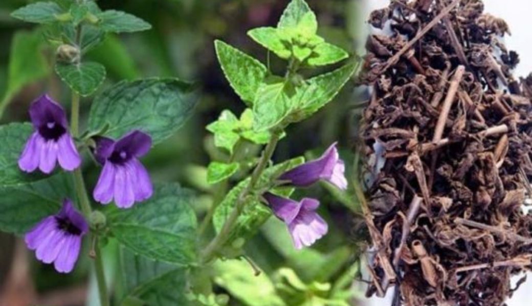 thuoc-nam-tri-men-gan-cao