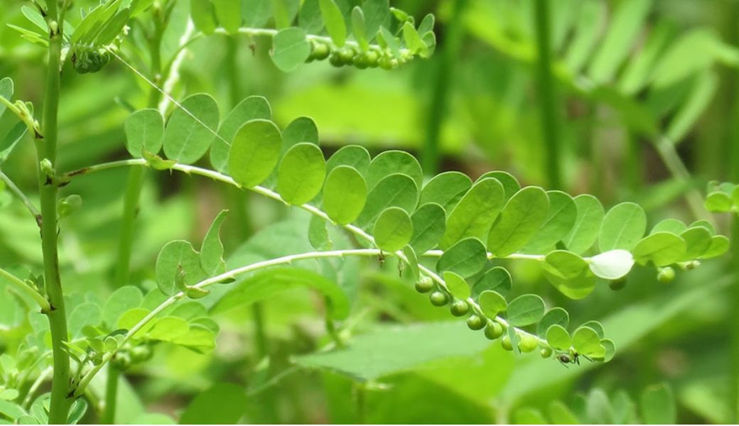 thuoc-nam-tri-men-gan-cao