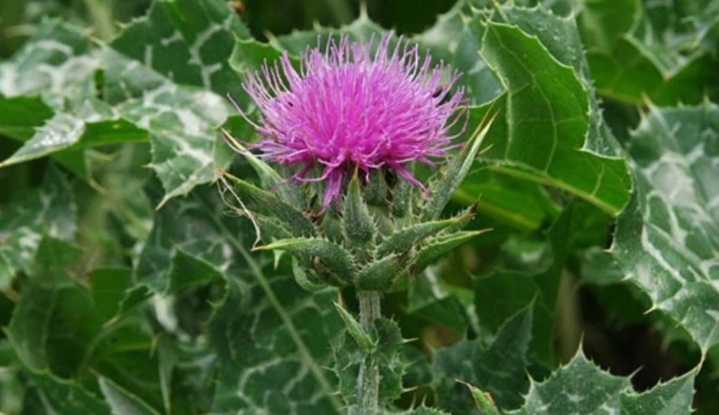 thuoc-nam-tri-men-gan-cao