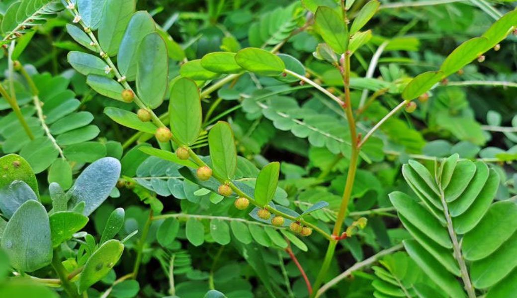 tri-benh-cham-bang-thuoc-nam