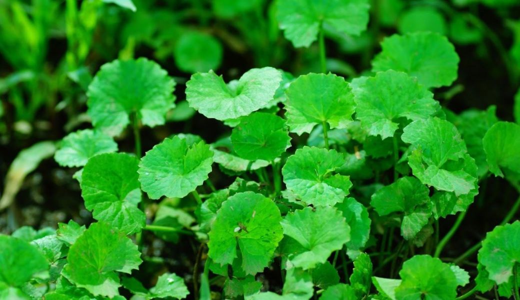 tri-benh-cham-bang-thuoc-nam