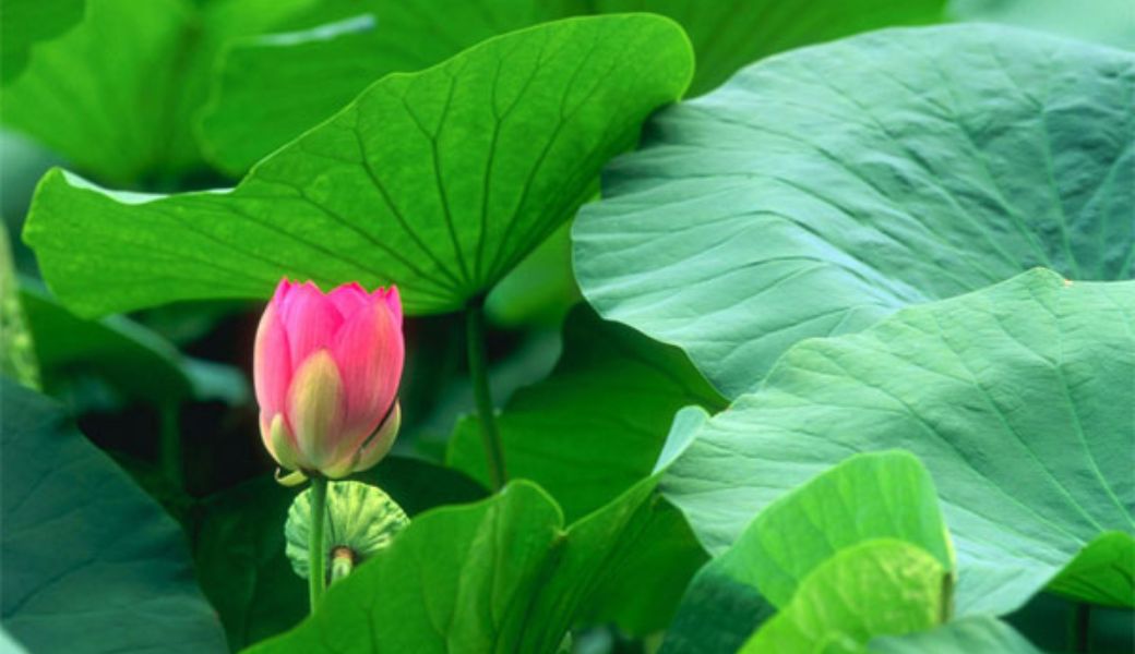 tri-benh-cham-bang-thuoc-nam