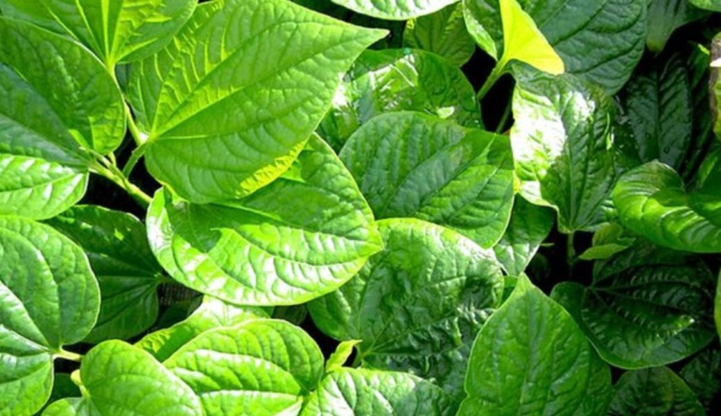 tri-benh-cham-bang-thuoc-nam