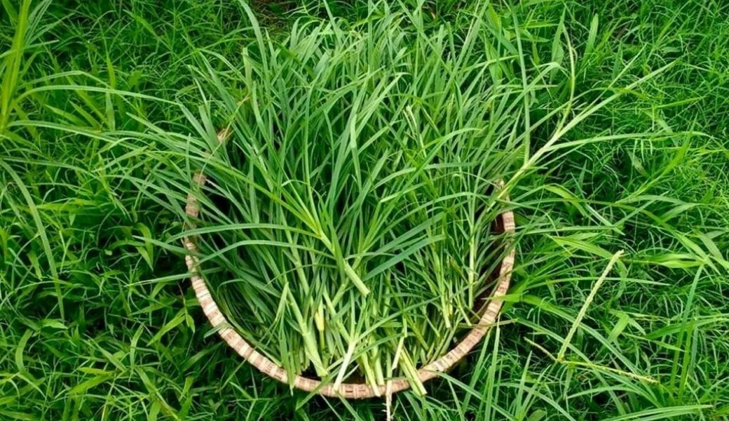 tri-benh-cham-bang-thuoc-nam