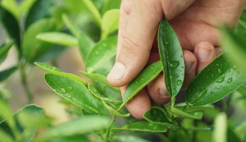 tri-benh-cham-bang-thuoc-nam