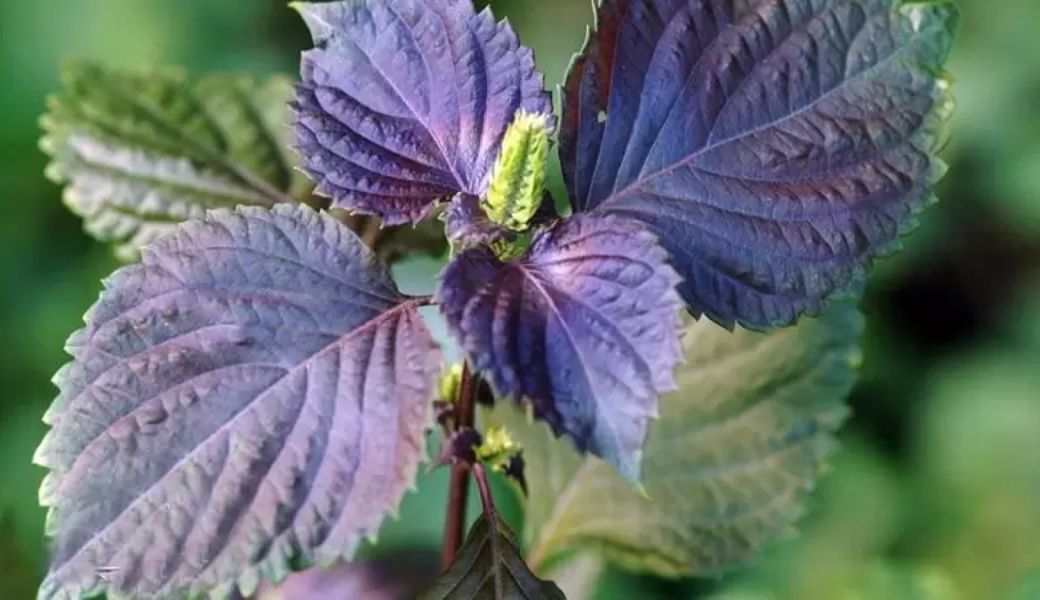 tri-benh-cham-bang-thuoc-nam