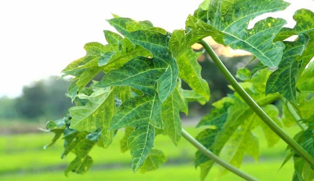 tri-benh-cham-bang-thuoc-nam