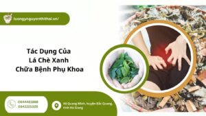 lá chè xanh chữa bệnh phụ khoa