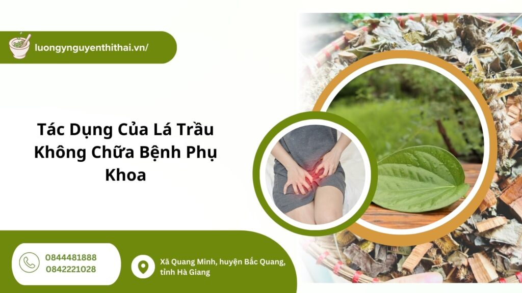 lá trầu không chữa bệnh phụ khoa