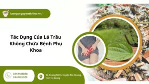 lá trầu không chữa bệnh phụ khoa