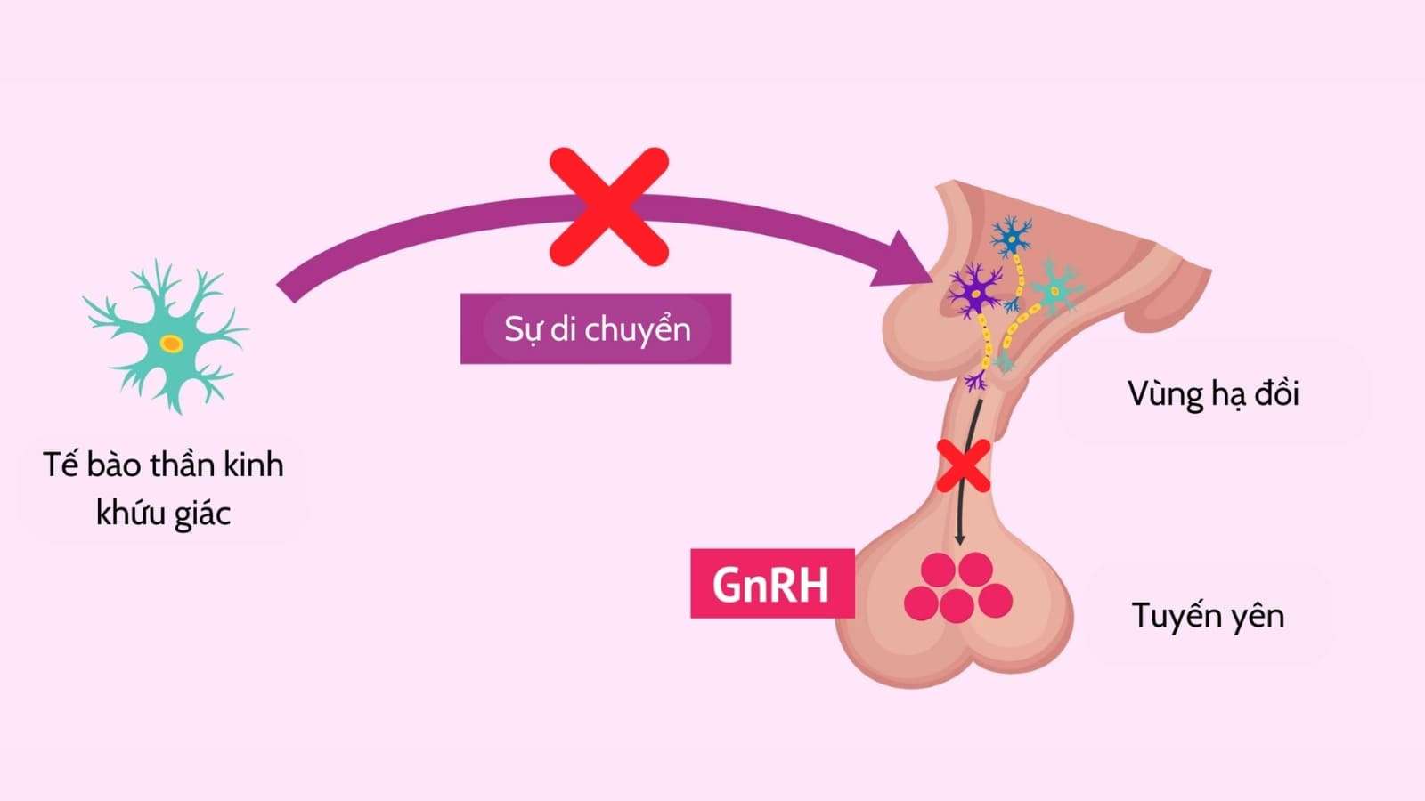 Nguyên Nhân Sinh Học và Di Truyền