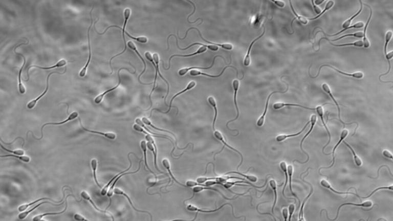 Bộ Test Tinh Trùng Tại Nhà