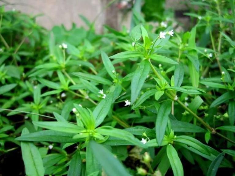 Phân loại u gan theo giai đoạn