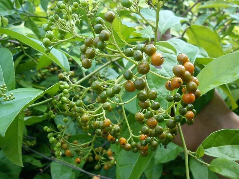 Những trường hợp không nên dùng đông y