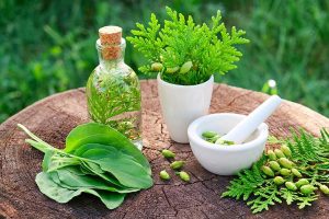 uống lá gì để tiêu u