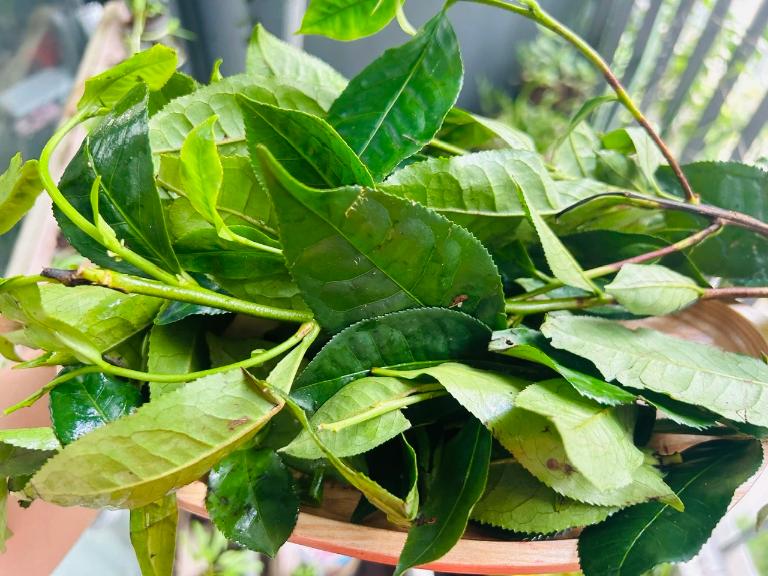 Lá trà xanh chứa nhiều chất chống oxy hóa giúp giảm viêm, hỗ trợ tăng cường miễn dịch và bảo vệ cơ thể khỏi tác động của gốc tự do.