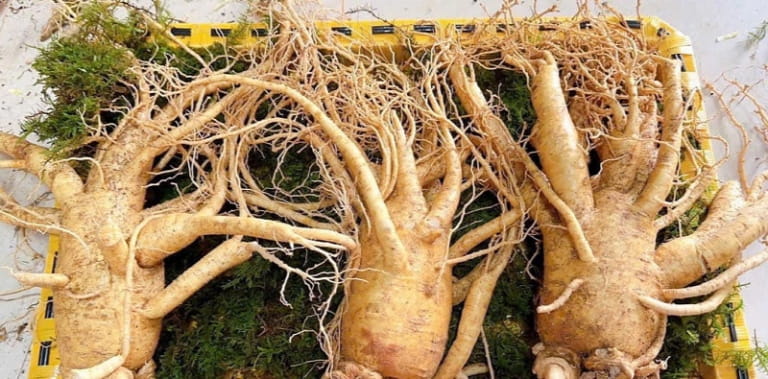 Nguy cơ khi kéo dài uống thuốc nam chờ tiêu u